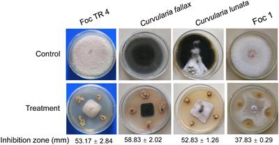 Identification and Antifungal Mechanism of a Novel Actinobacterium Streptomyces huiliensis sp. nov. Against Fusarium oxysporum f. sp. cubense Tropical Race 4 of Banana